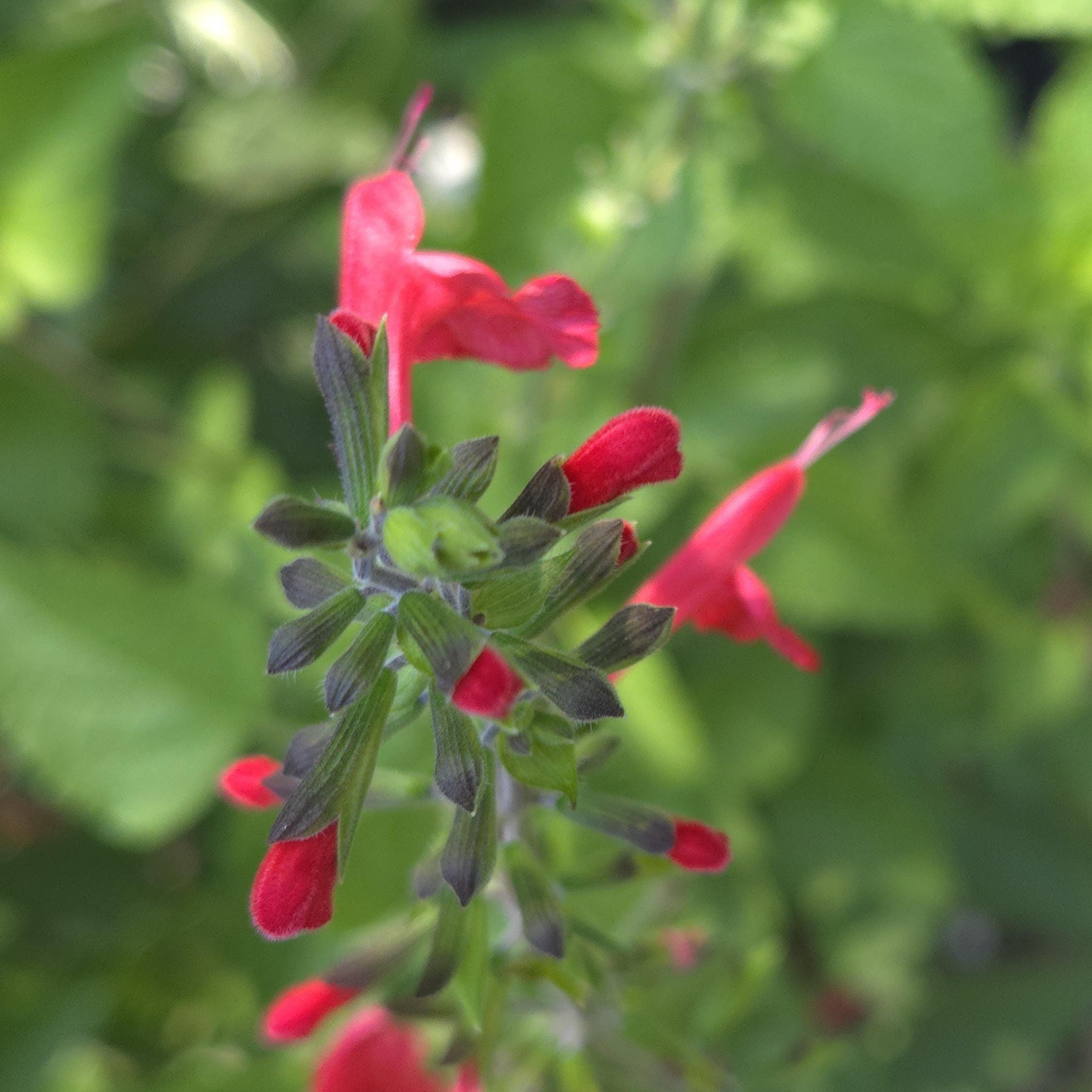 Salvia coccinea (Tropical Sage) - 50 Seeds