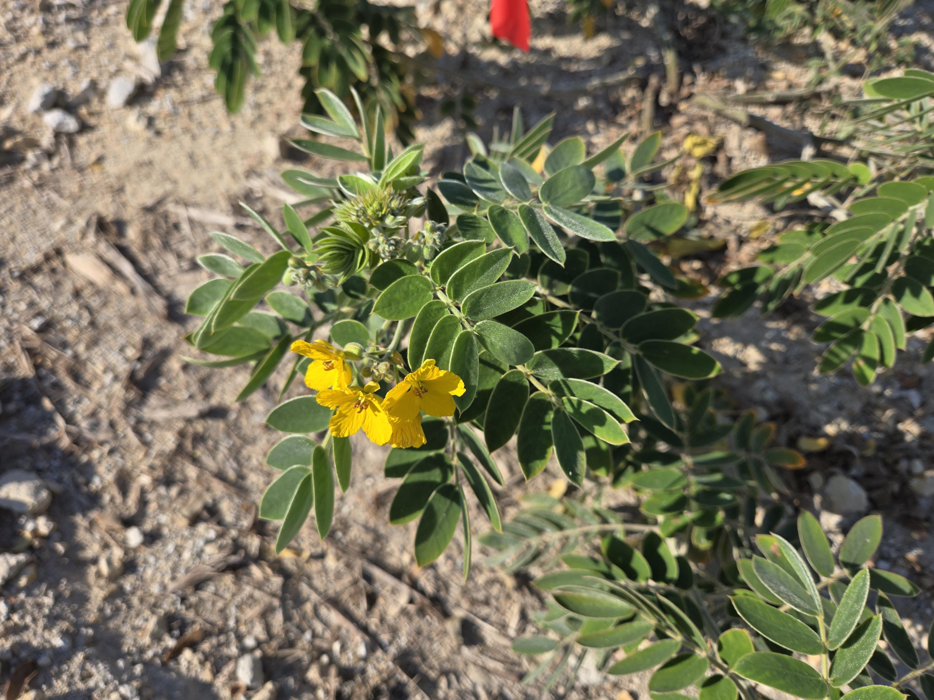 Senna lindheimeriana (Lindheimer's Senna) Live Plant in 2.5" pot