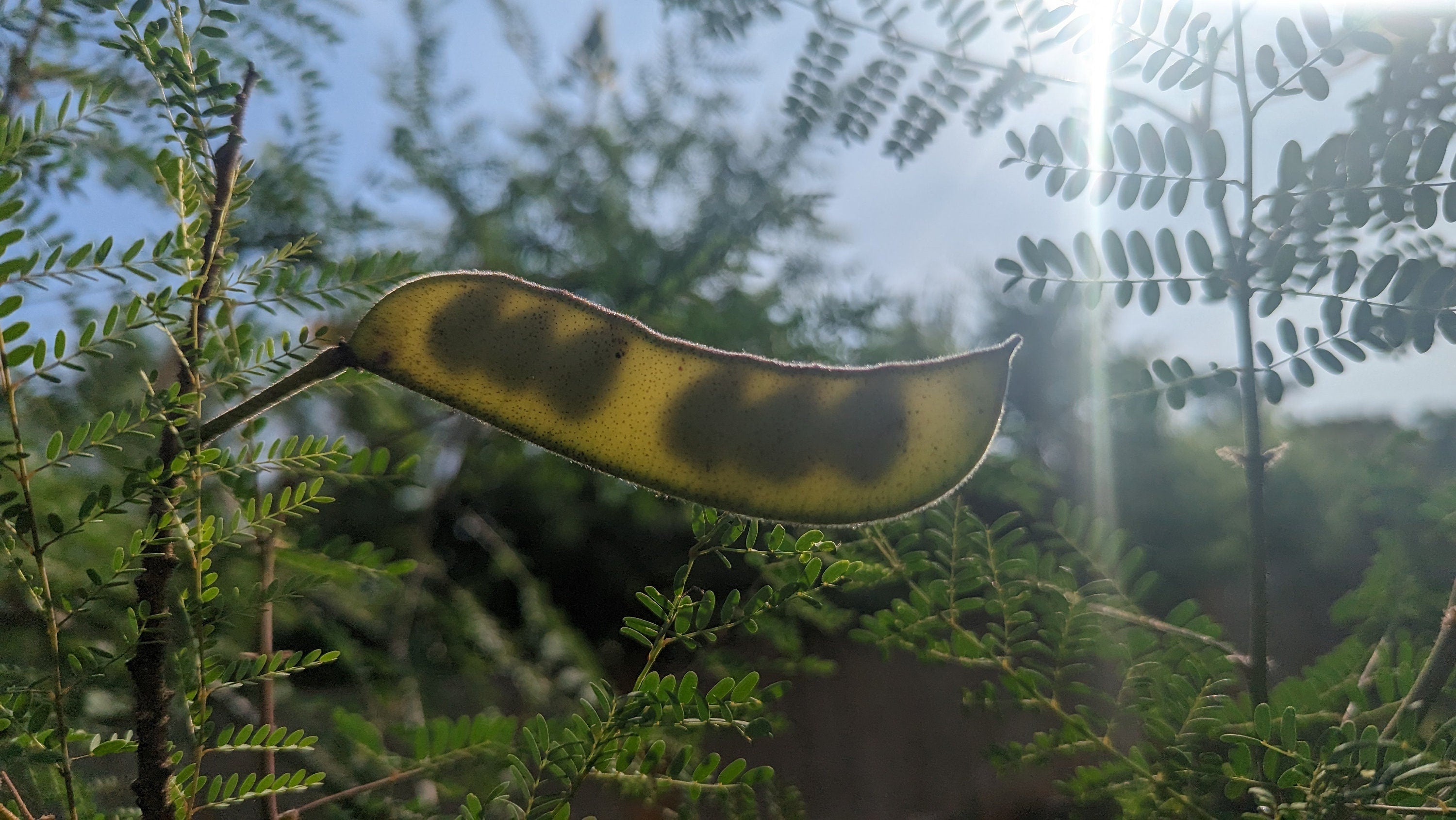 Erythrostemon gilliesii (Yellow Bird-of-Paradise Shrub) - 20 Seeds