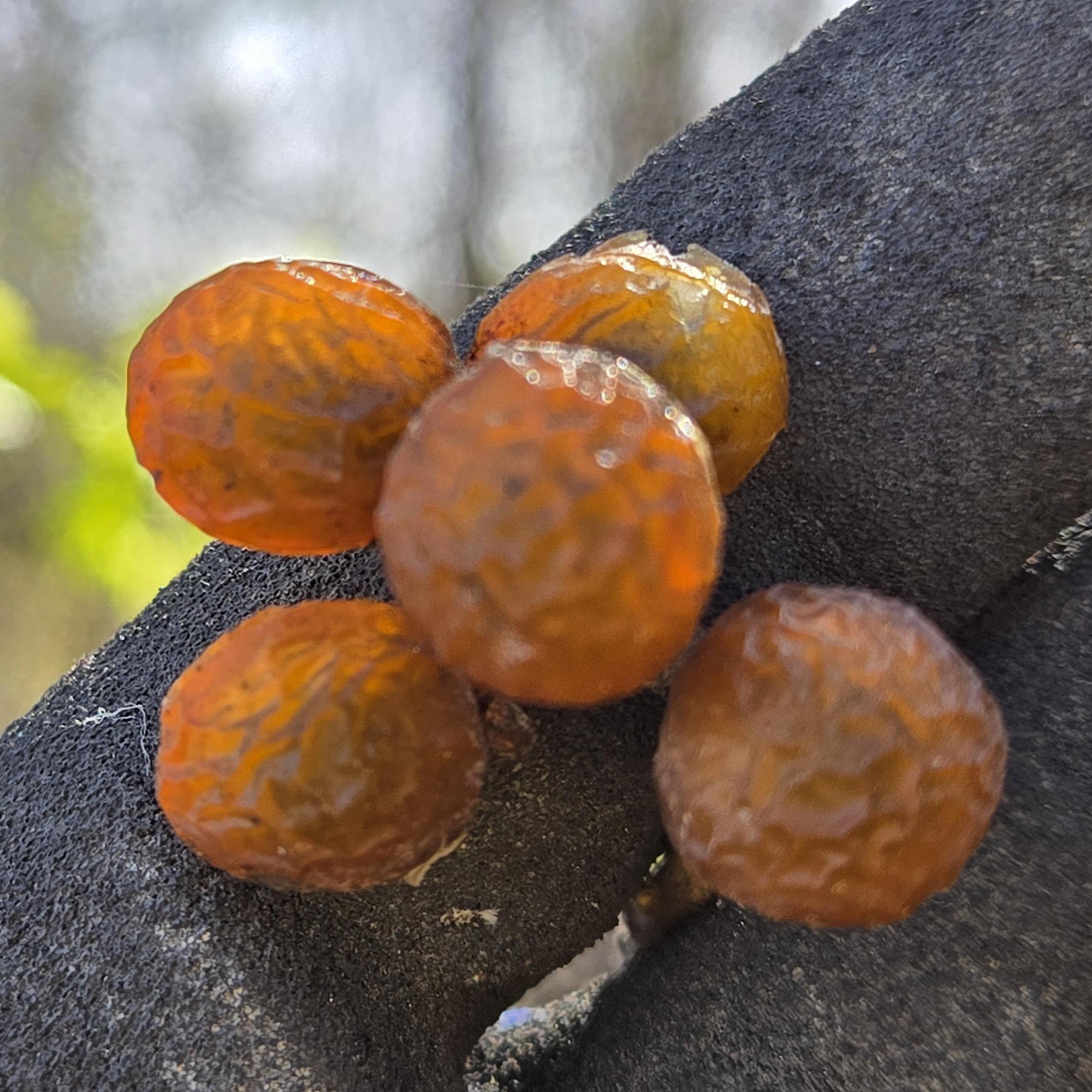 Sapindus drummondii (Western Soapberry) Live Plant in half qt pot