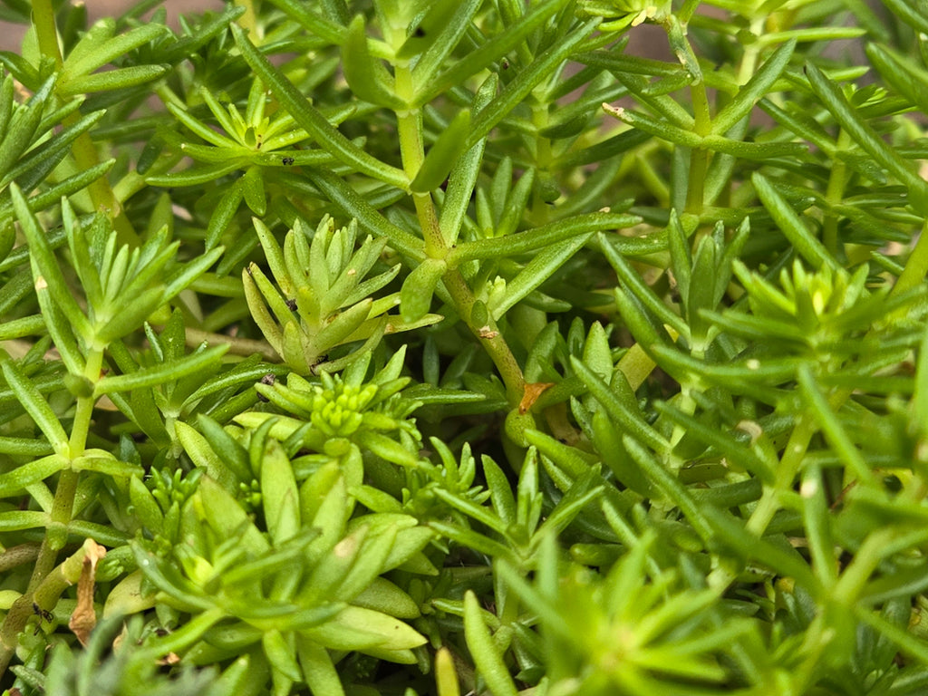 Sedum mexicanum (Mexican Stonecrop) Live Plant in 2.5" pot