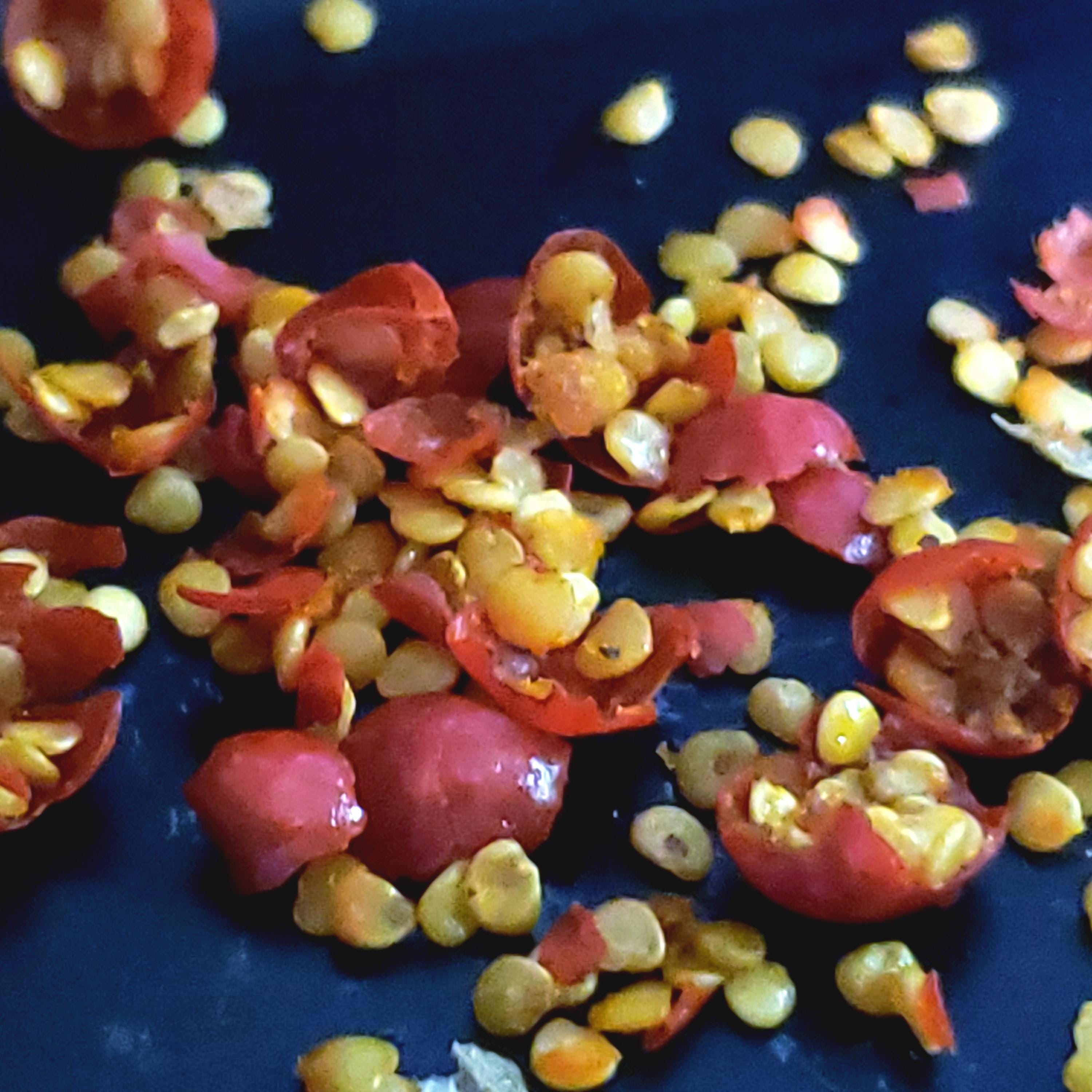 Withania somnifera (Ashwagandha) - 30 Seeds