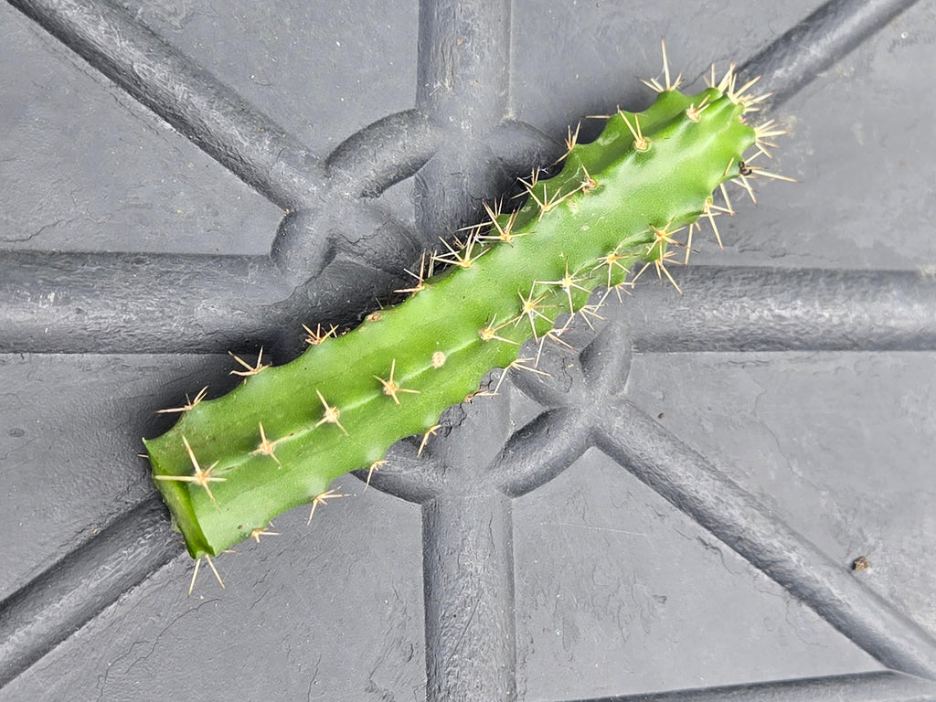 Echinocereus pentalophus (Ladyfinger Cactus) Cutting