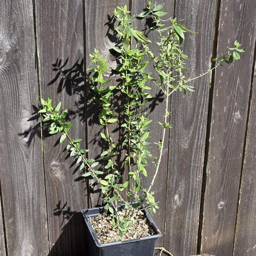 Aloysia gratissima (Whitebrush) Live Plant in 5" pot