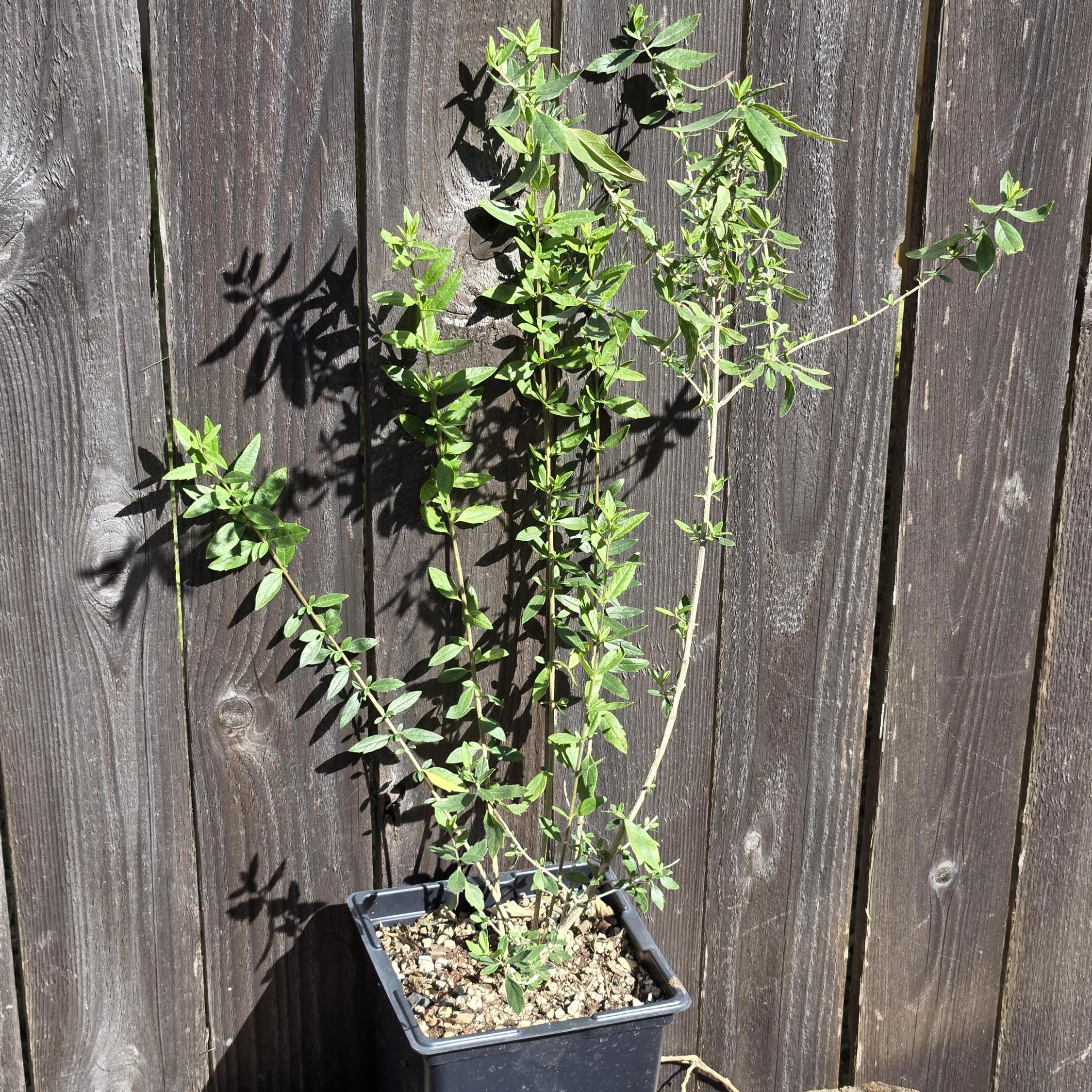Aloysia gratissima (Whitebrush) Live Plant in 5" pot