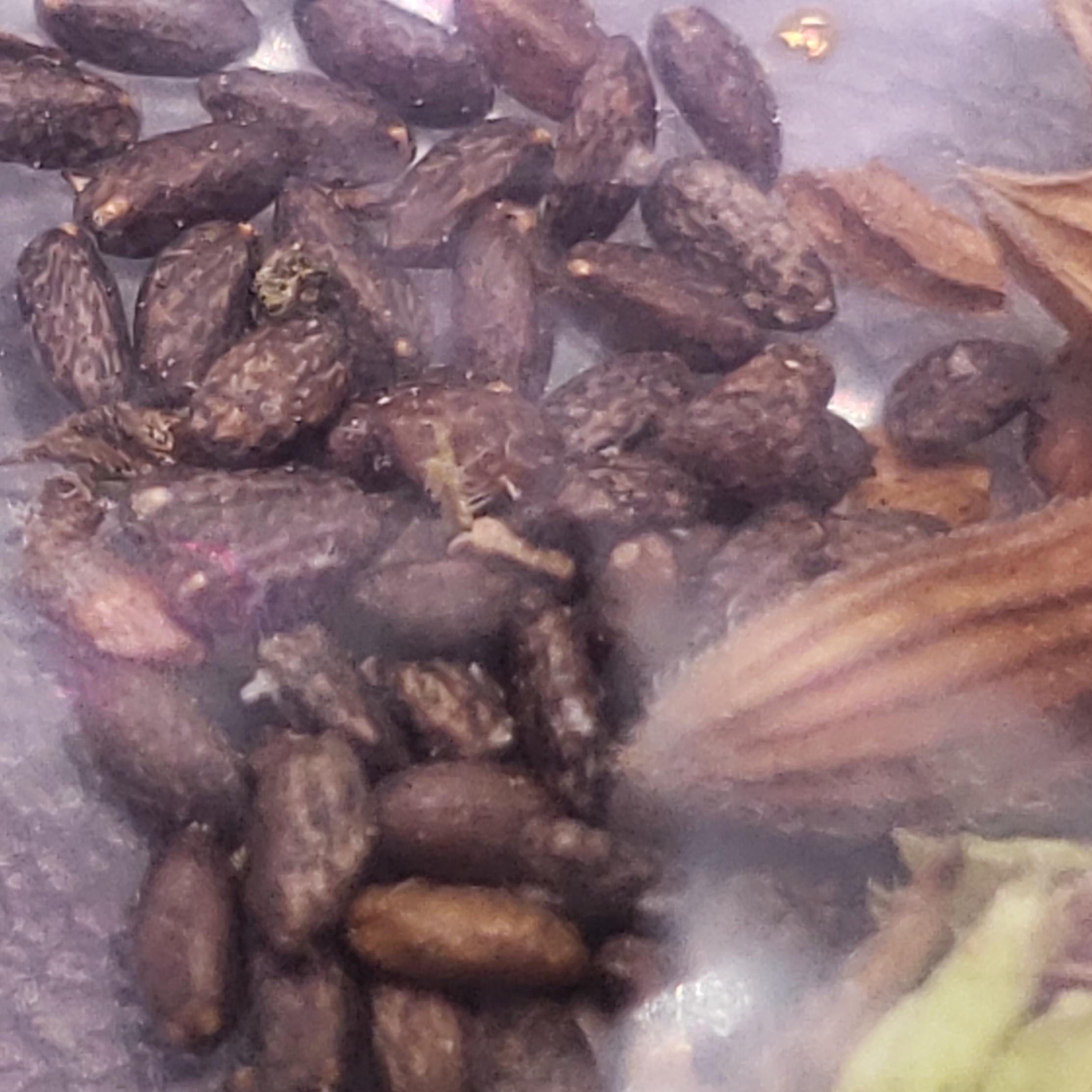 Salvia coccinea (Tropical Sage) White - 20 Seeds