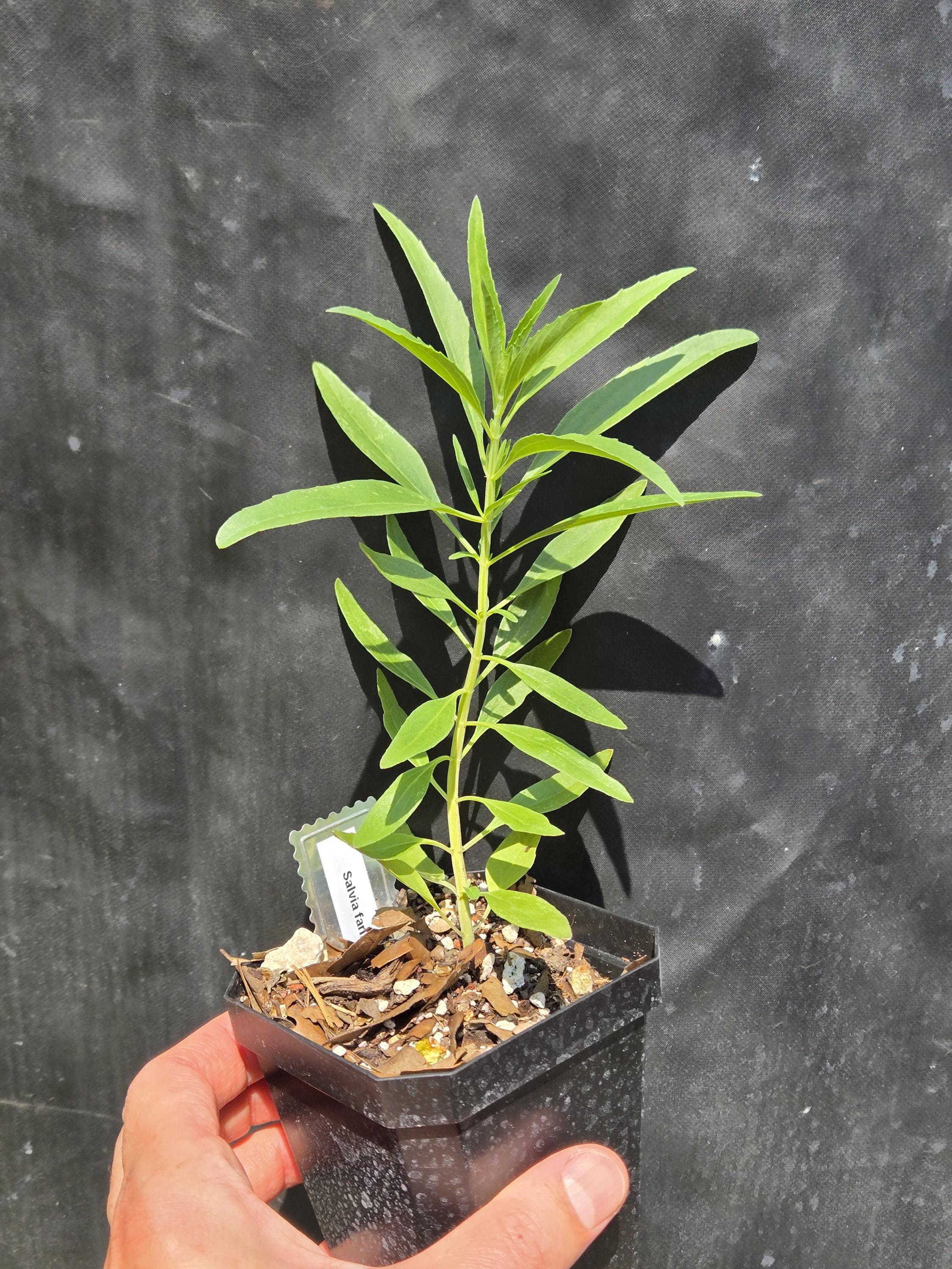 Salvia farinacea (Mealy Blue Sage) Live Plant in 3.5" pot