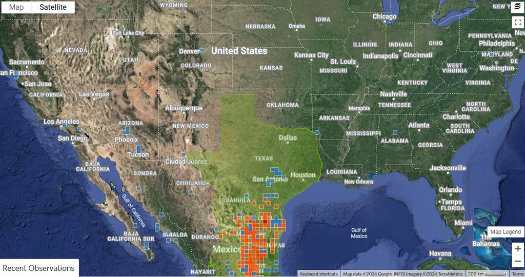 Echinocereus pentalophus (Ladyfinger Cactus) Cutting