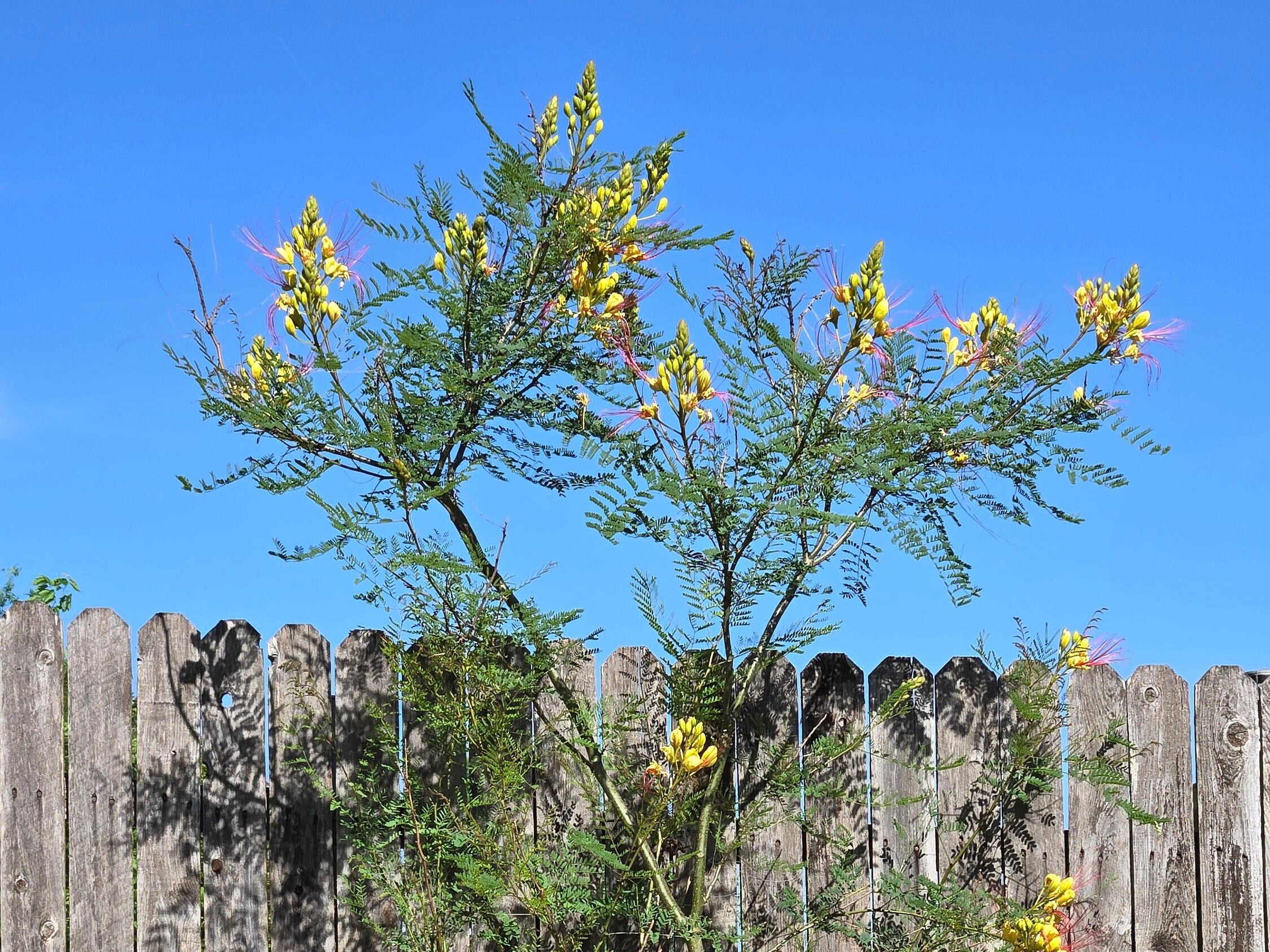 Erythrostemon gilliesii (Yellow Bird-of-Paradise Shrub) - 20 Seeds