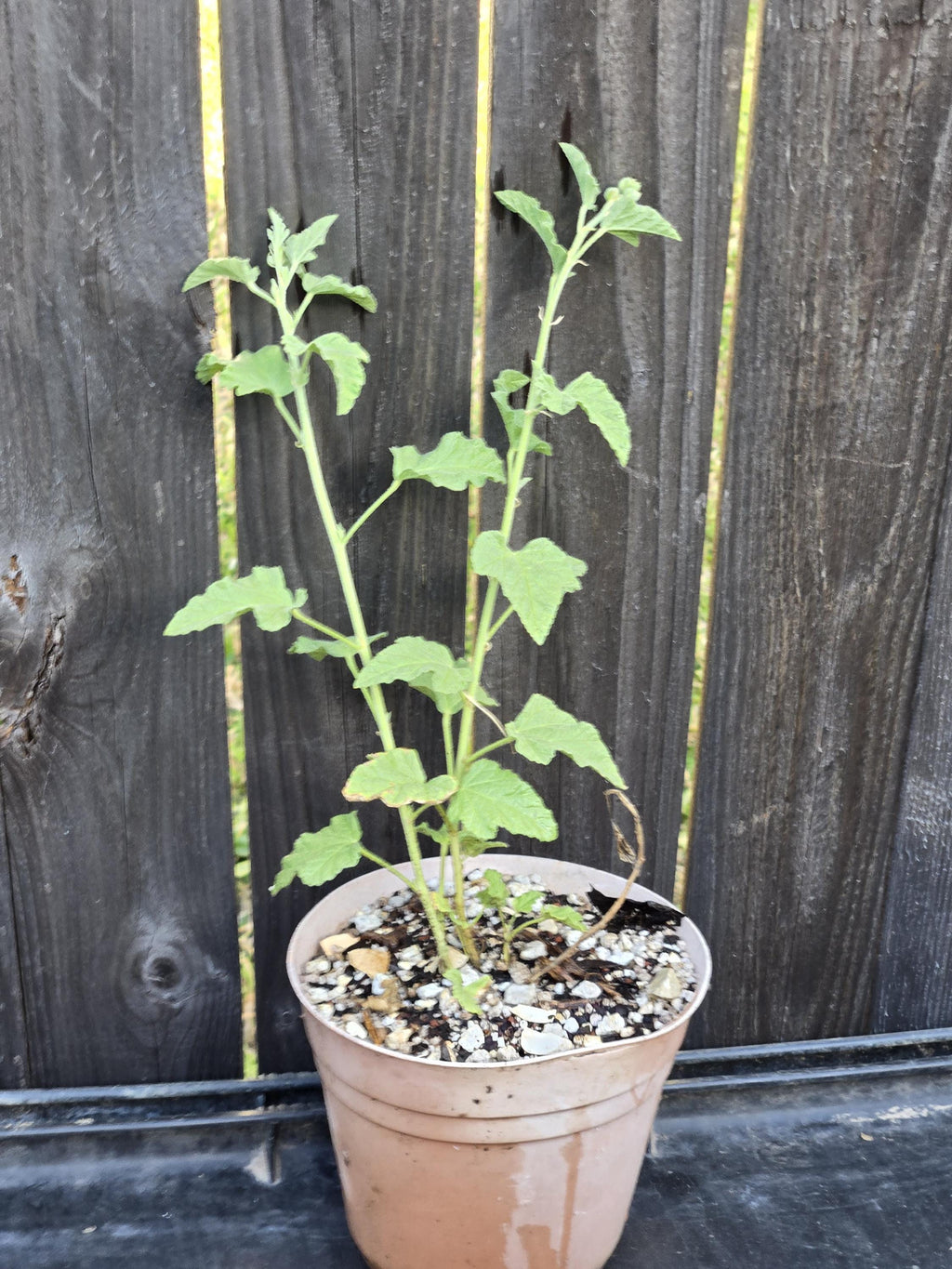 Sphaeralcea ambigua (Apricot Mallow) Live Plant in 5" pot