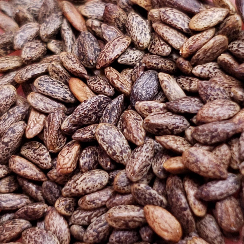 Salvia coccinea (Tropical Sage) - 50 Seeds