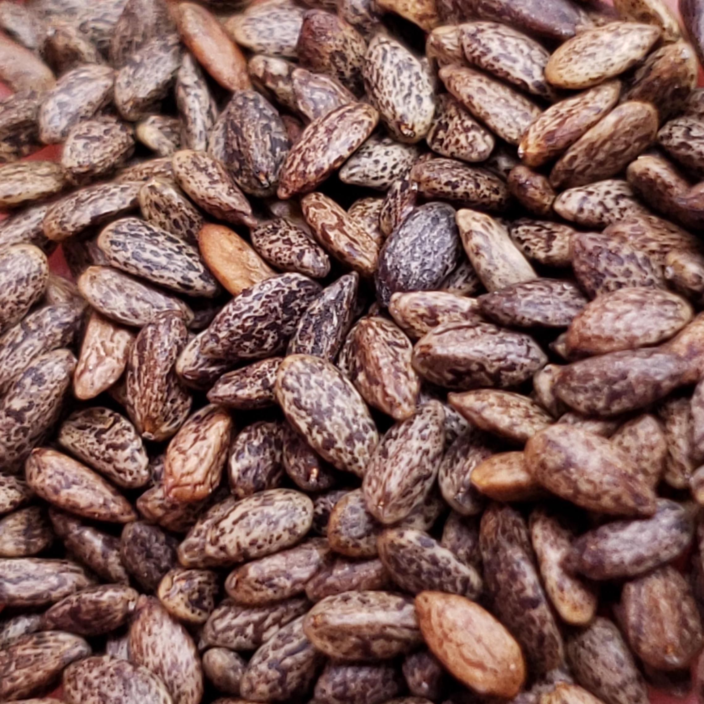 Salvia coccinea (Tropical Sage) - 50 Seeds