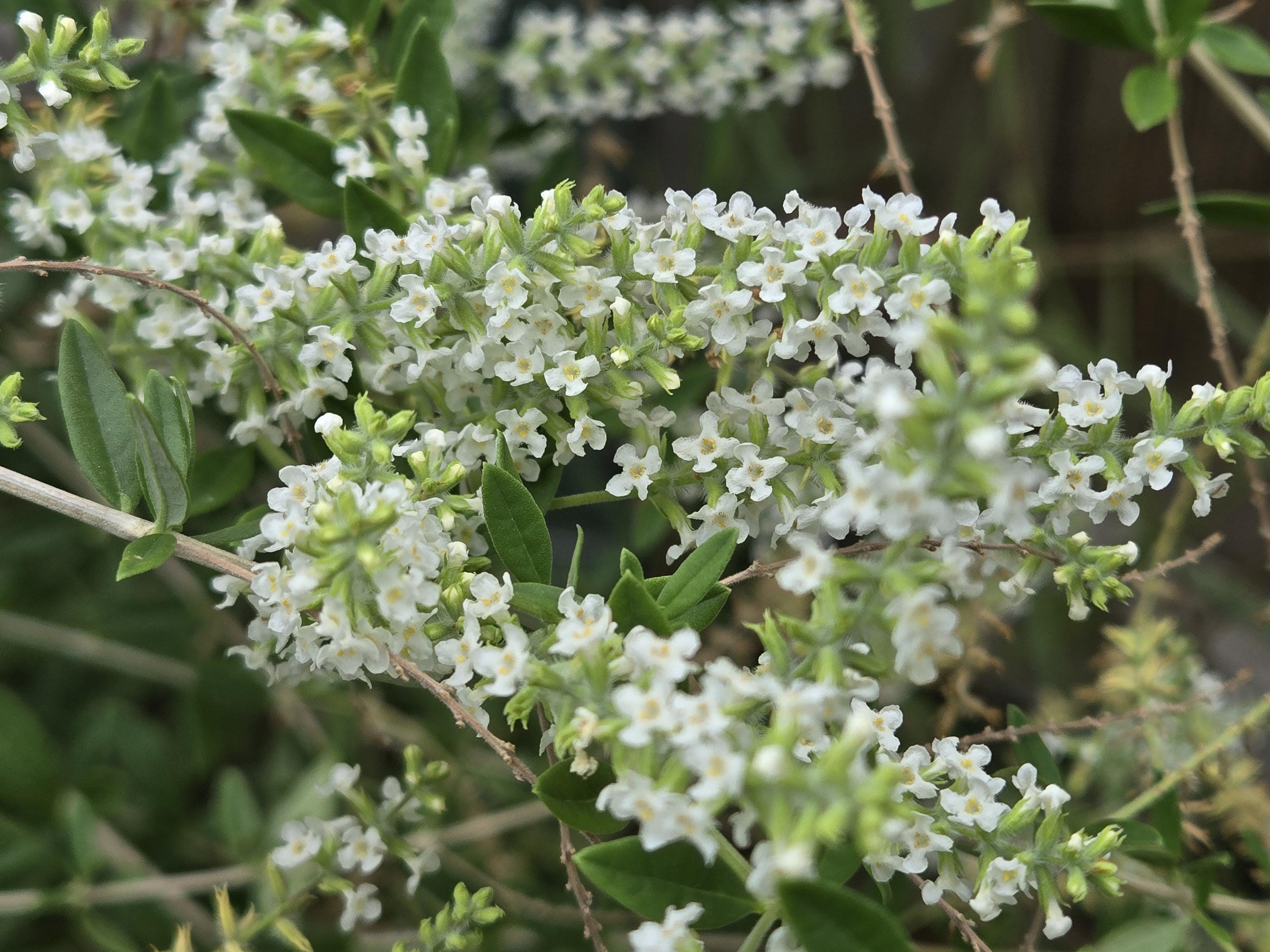 Aloysia gratissima (Whitebrush) Live Plant in 3.5" pot