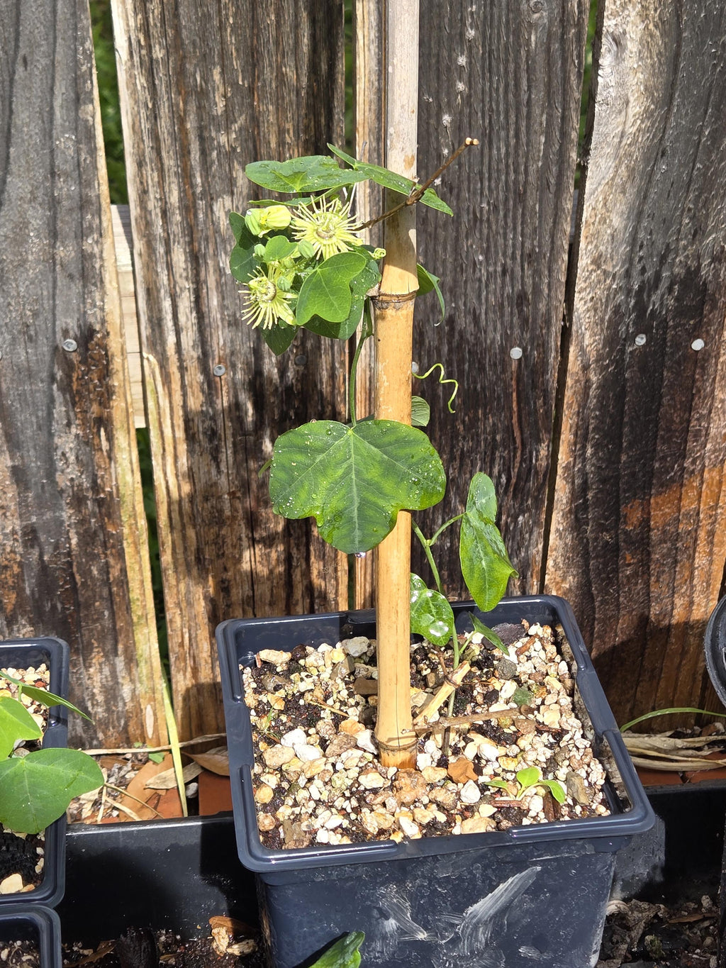 Passiflora lutea (Yellow Passionflower) Live Plant in 5" pot