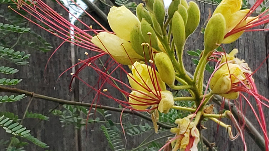 Erythrostemon gilliesii (Yellow Bird-of-Paradise Shrub) - 20 Seeds