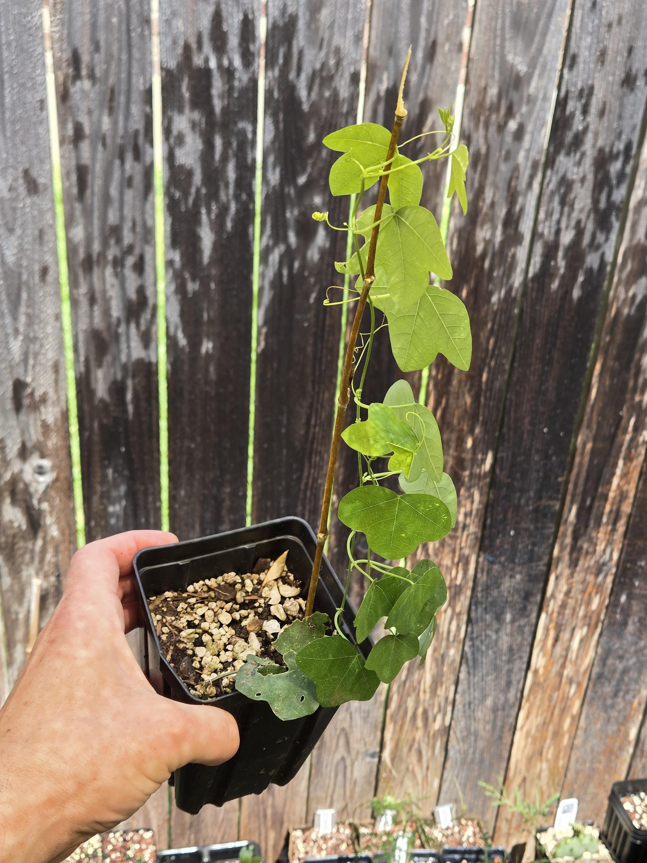 Passiflora lutea (Yellow Passionflower) Live Plant in 3.5" pot