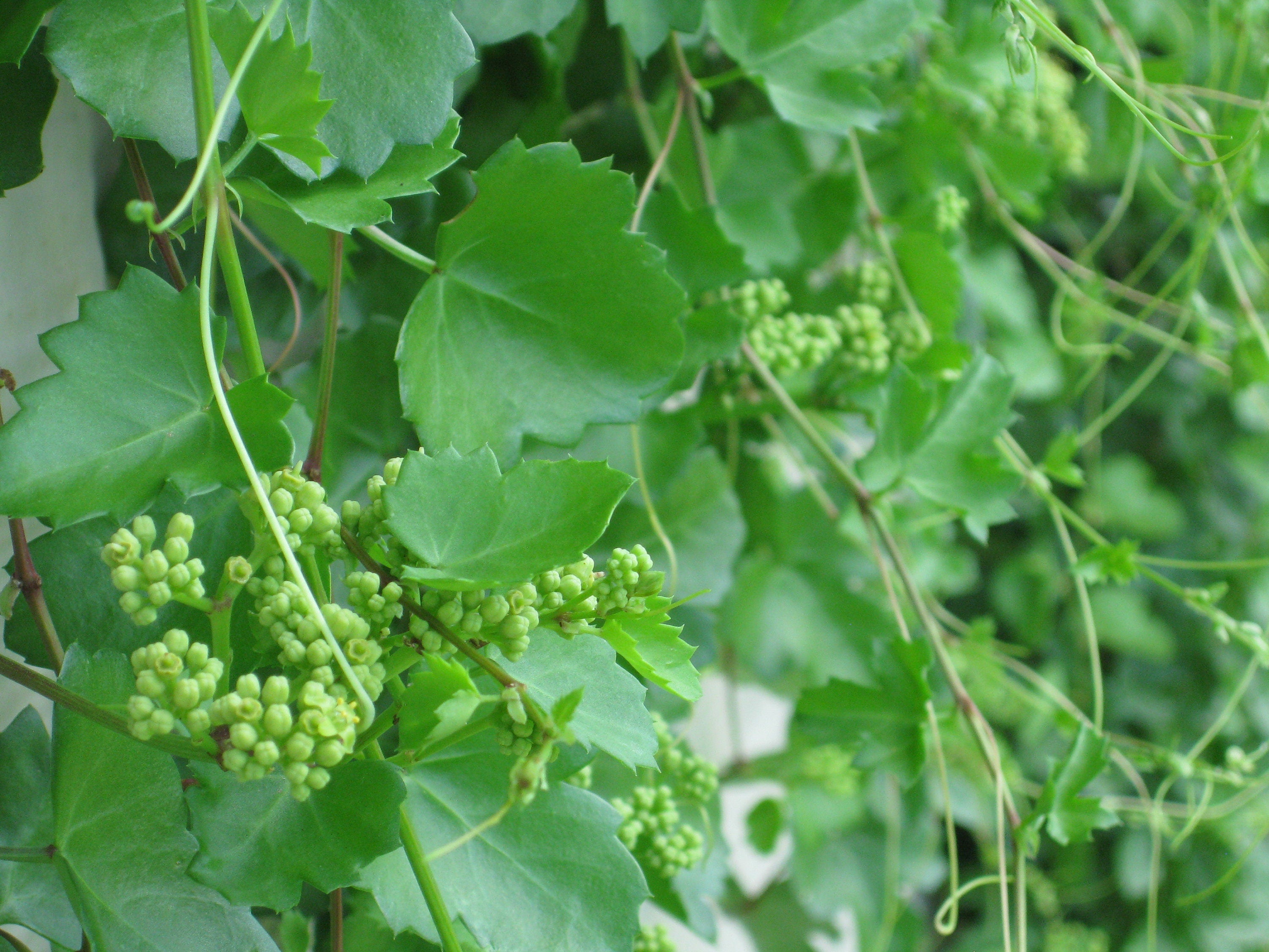 Cissus trifoliata (Sorrelvine) - 30 Seeds