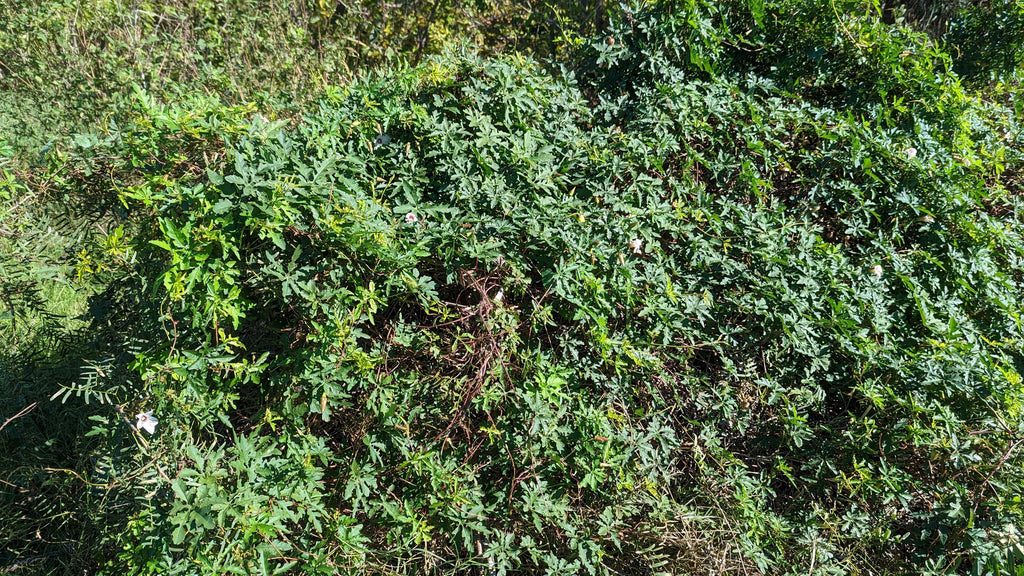 Distimake dissectus (Alamo Vine) - 10 Seeds