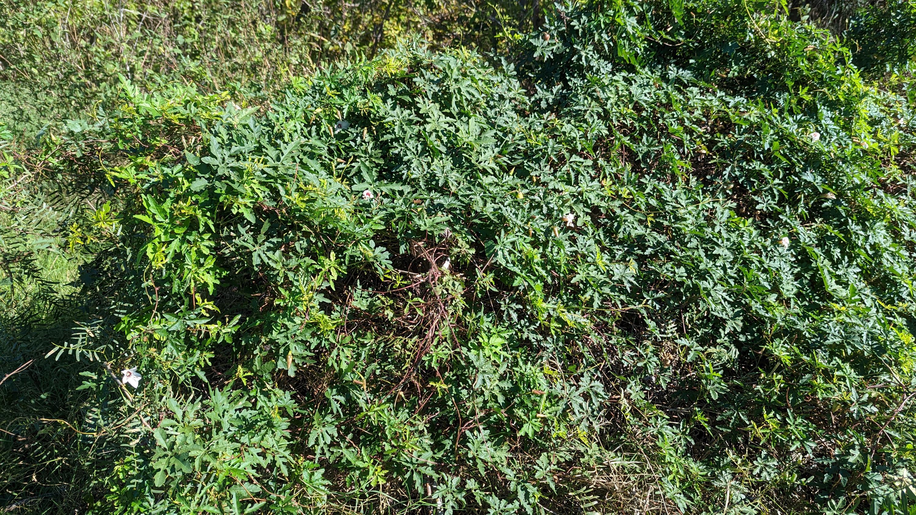 Distimake dissectus (Alamo Vine) - 10 Seeds