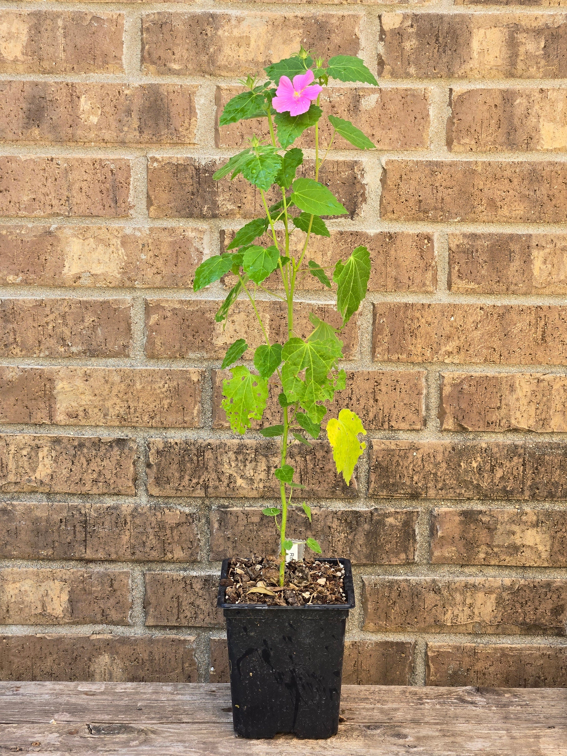 Pavonia lasiopetala (Rose Pavonia) Live Plant in 5" pot