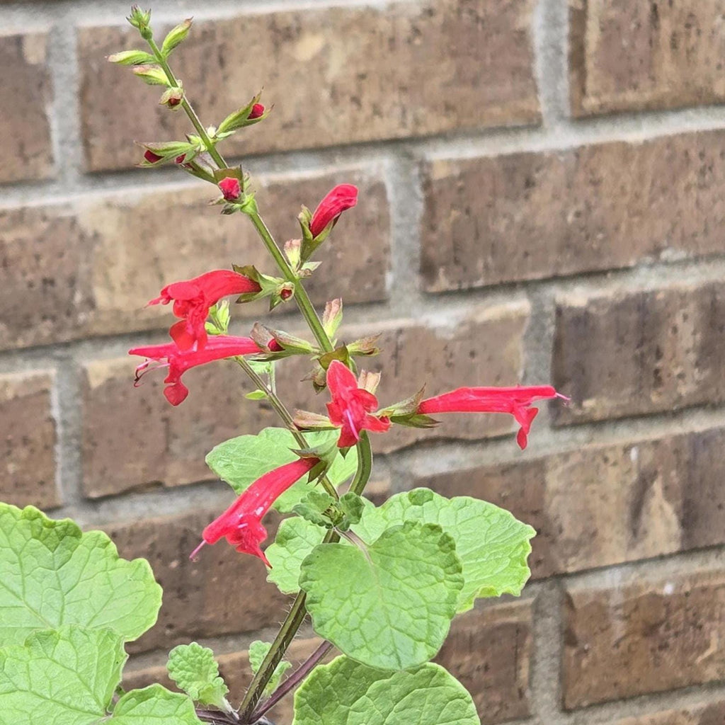 Salvia roemeriana (Cedar Sage) - 20 Seeds