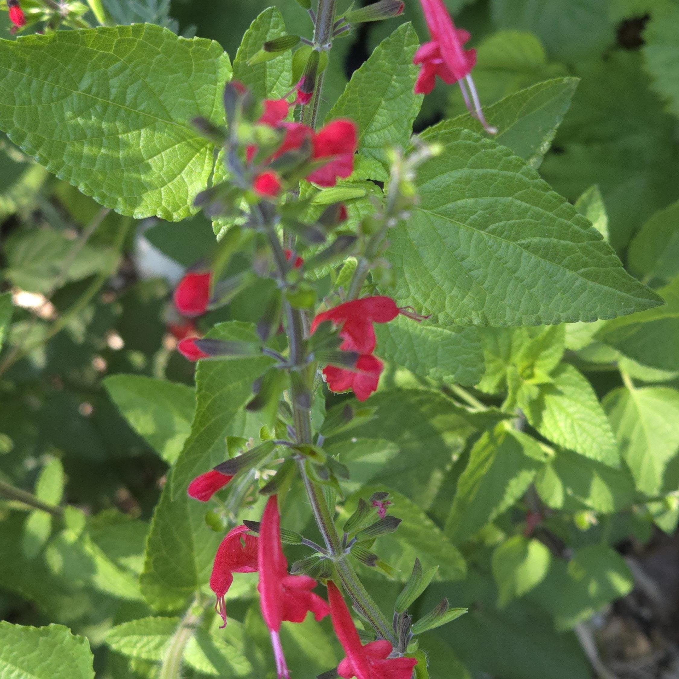 Salvia coccinea (Tropical Sage) - 50 Seeds