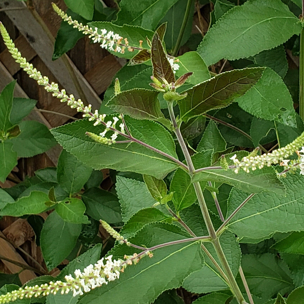 Aloysia virgata (Sweet Almond Bush) Live Plant in 2.5" pot