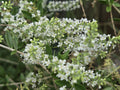 Aloysia gratissima (Whitebrush) Live Plant in 1 gallon pot
