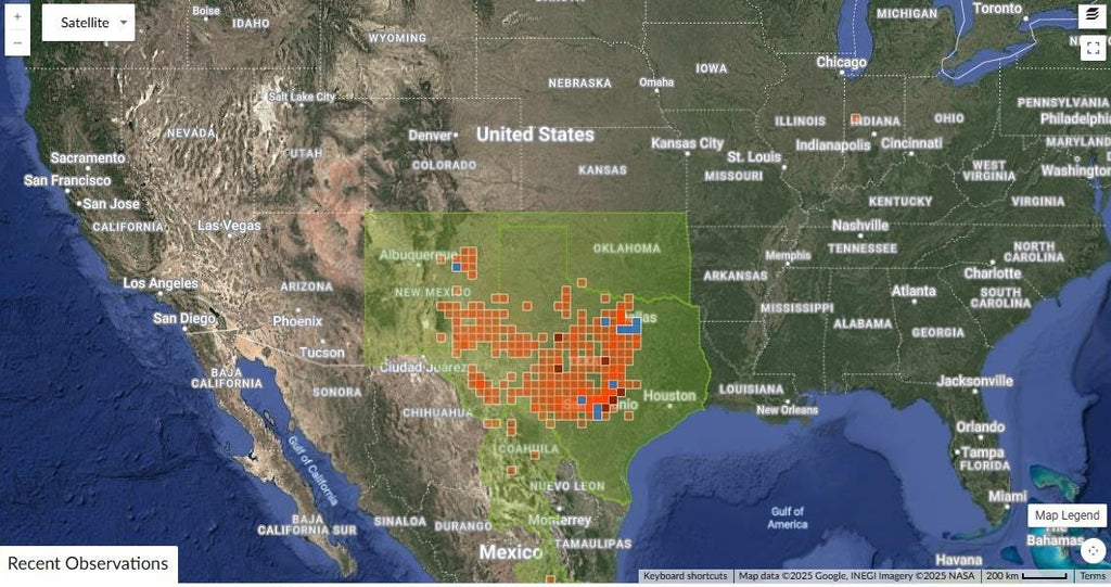 Senna roemeriana (Two-leaved Senna) - 10 Seeds