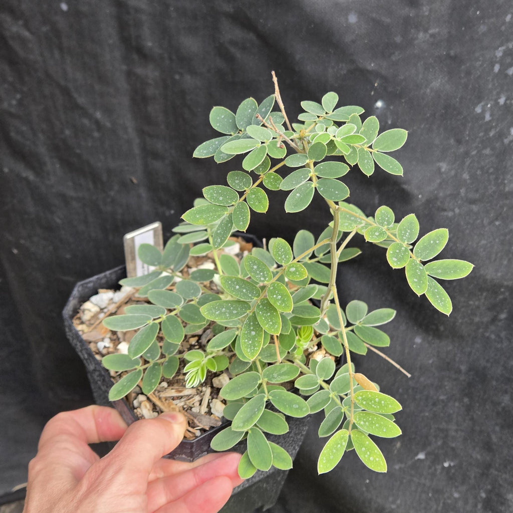 Senna lindheimeriana (Lindheimer's Senna) Live Plant in 5" pot