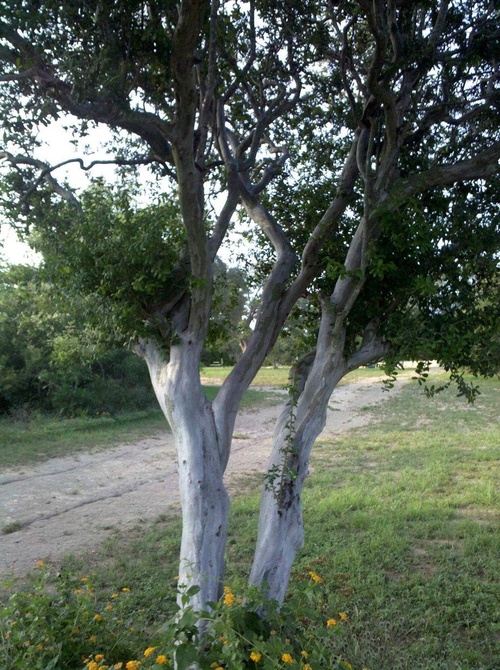 Diospyros texana (Texas Persimmon) Live Plant in half qt pot