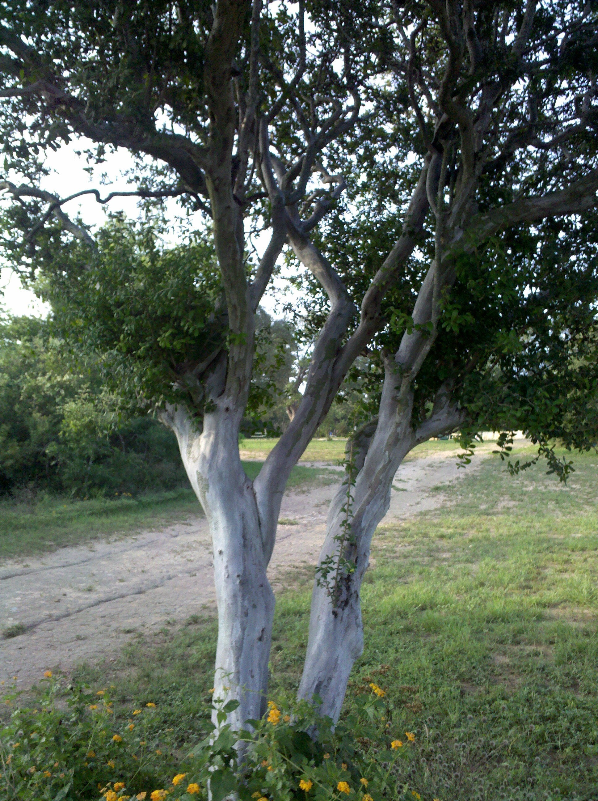 Diospyros texana (Texas Persimmon) Live Plant in half qt pot