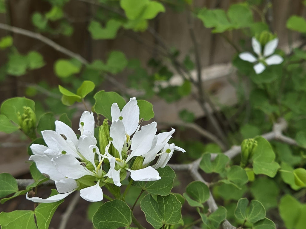Bauhinia lunarioides (Anacacho Orchid) - 10 Seeds