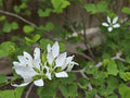 Bauhinia lunarioides (Anacacho Orchid) - 10 Seeds
