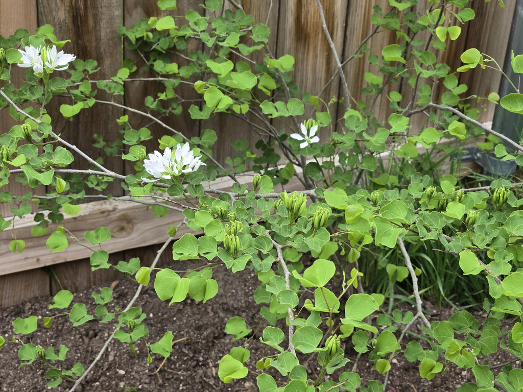 Bauhinia lunarioides (Anacacho Orchid) - Live Plant in 3.5" pot