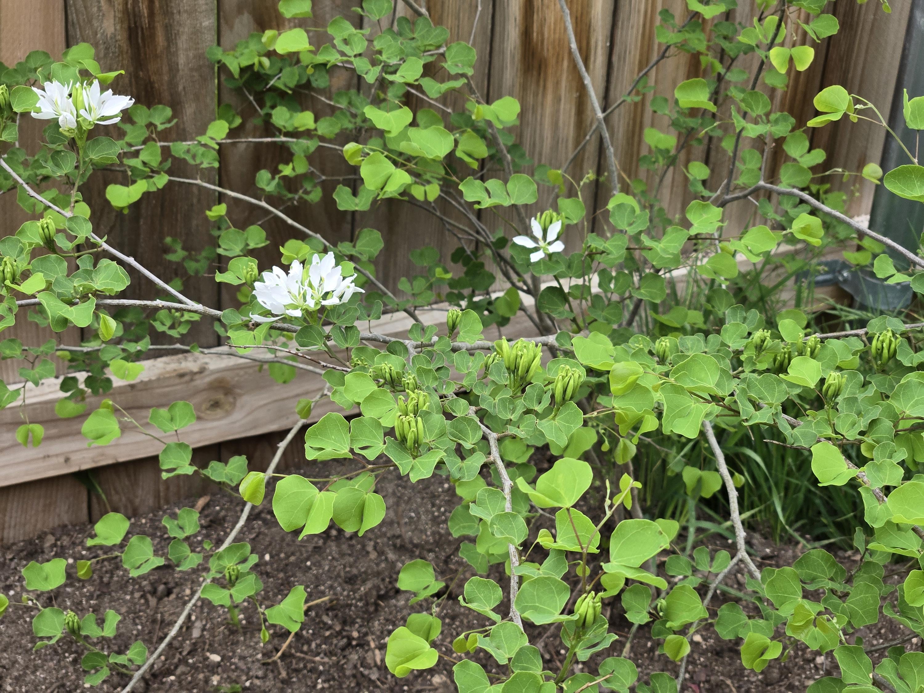 Bauhinia lunarioides (Anacacho Orchid) - Live Plant in 3.5" pot