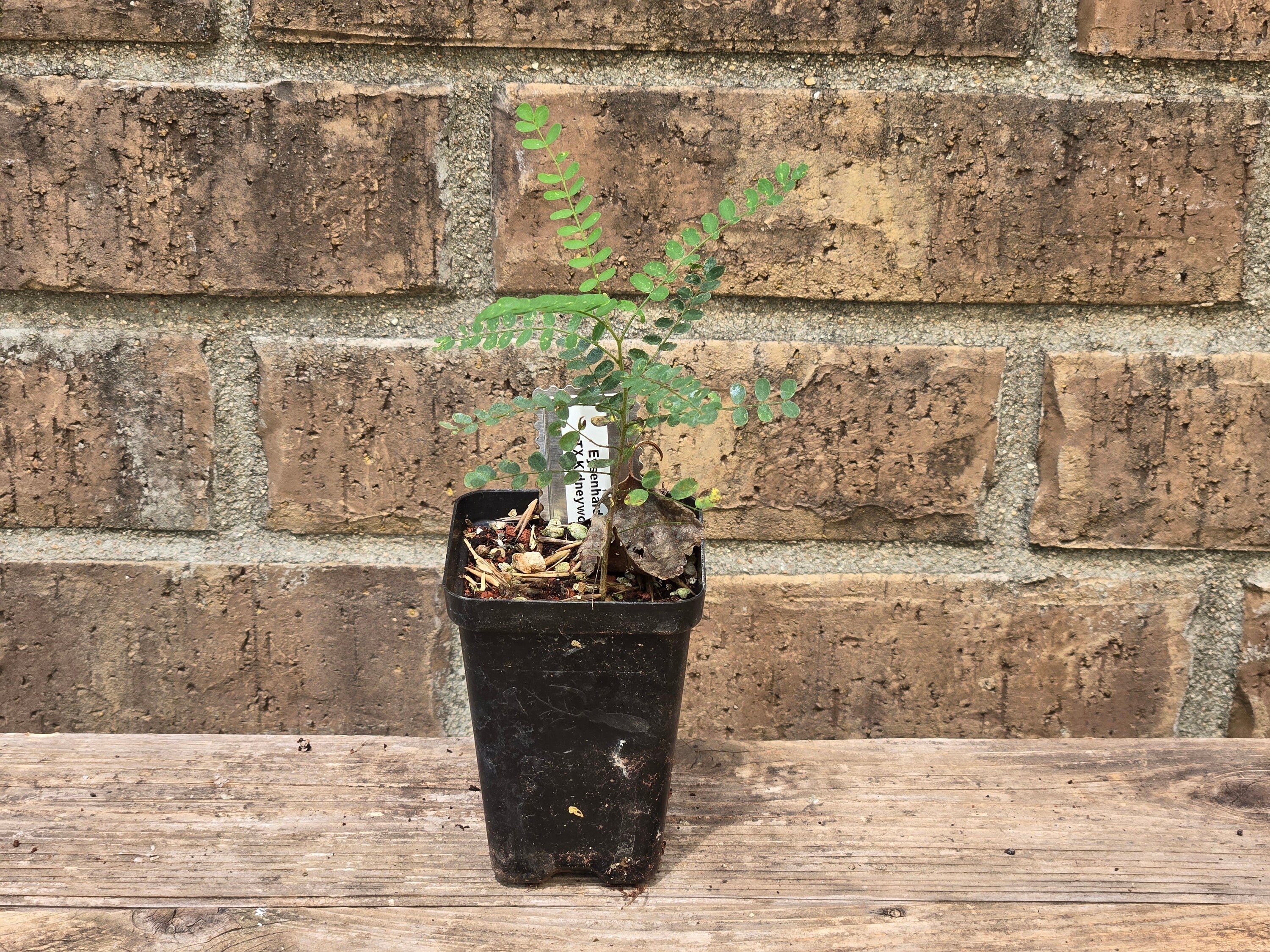 Eysenhardtia texana (Texas Kidneywood) Live Plant in 2.5" pot
