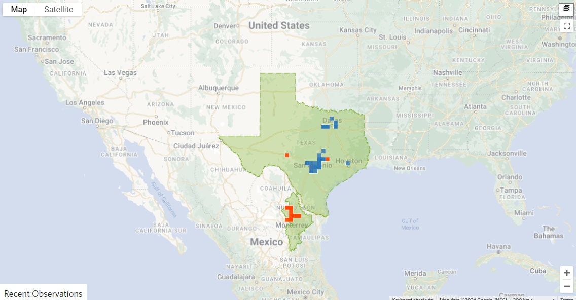 Myrospermum sousanum (Arroyo Sweetwood) - 10 Seeds