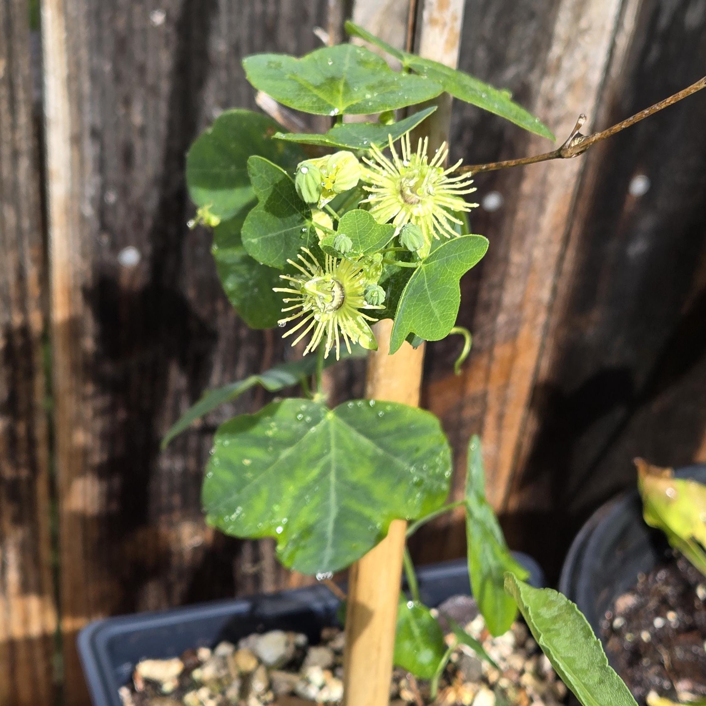 Passiflora lutea (Yellow Passionflower) Live Plant in 5" pot