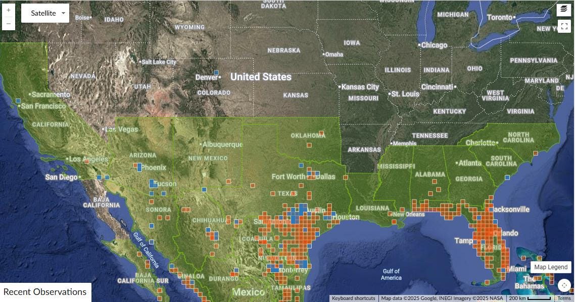 Distimake dissectus (Alamo Vine) - 10 Seeds