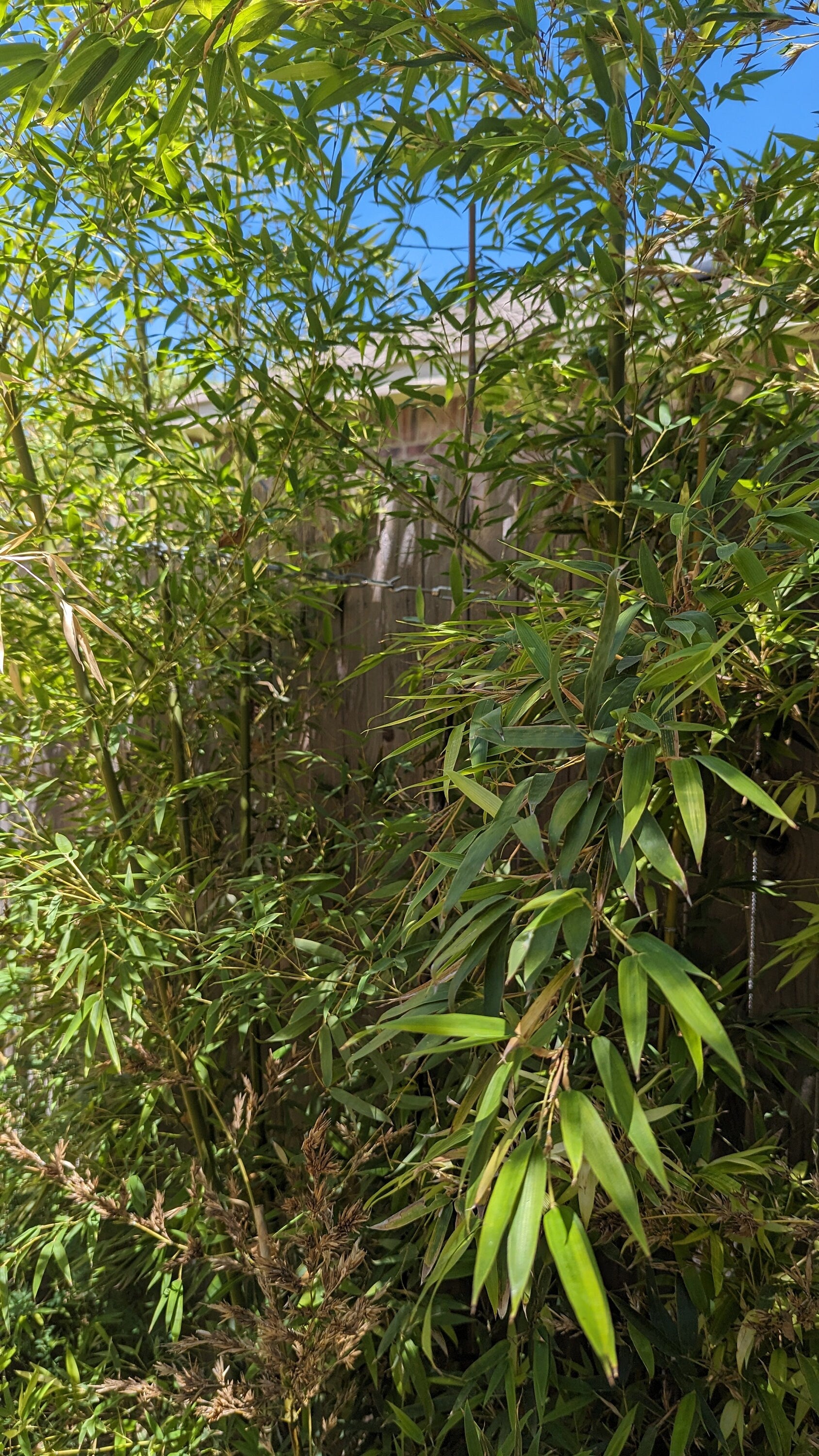 Phyllostachys nigra (Black Bamboo) Live Plant in 6" pot