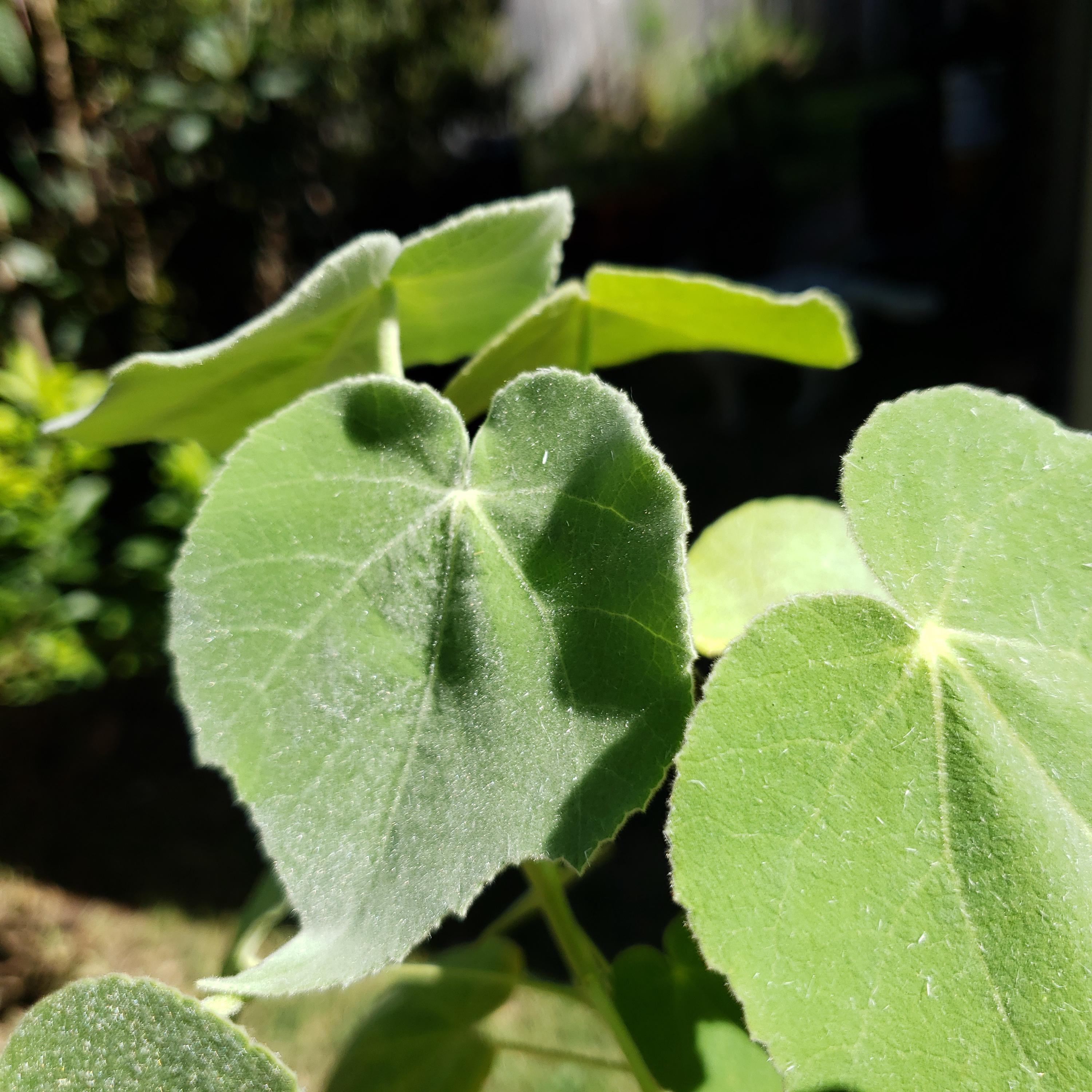 Allowissadula holosericea (Velvet-leaf Mallow) - Live Plant in 3.5" pot