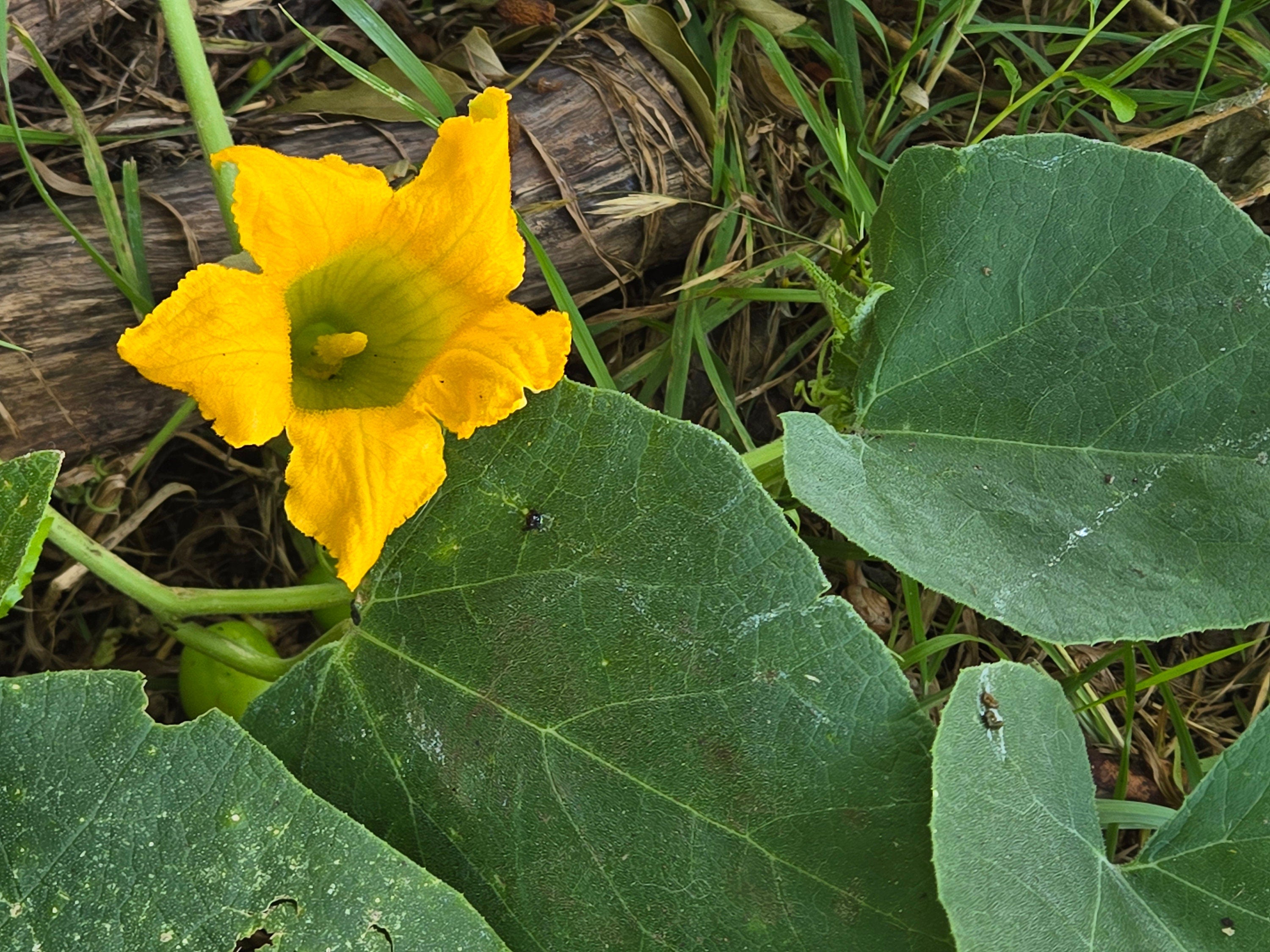 Cucurbita foetidissima (Buffalo Gourd) - 10 Seeds