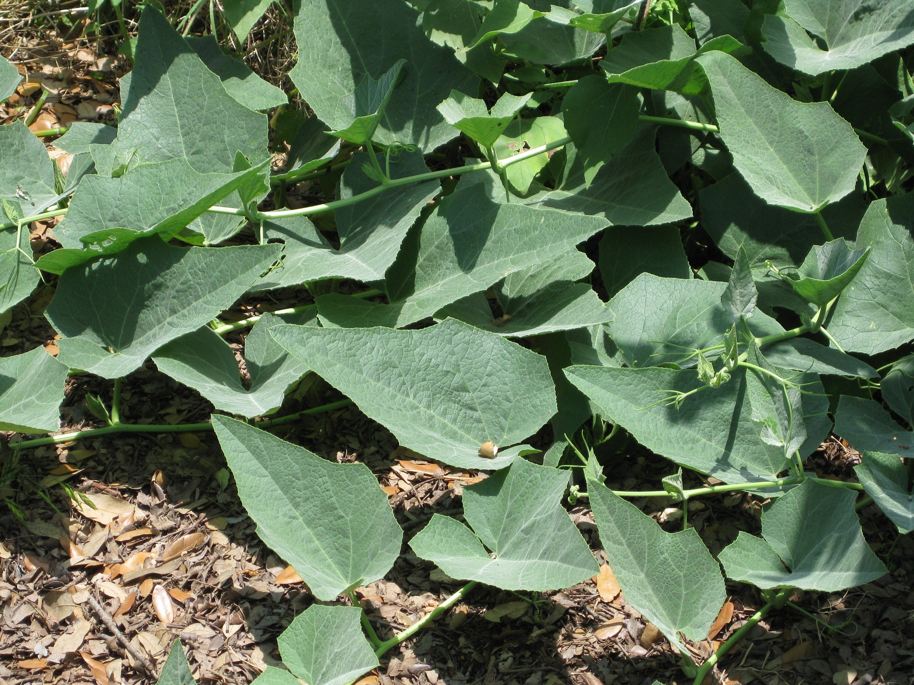 Cucurbita foetidissima (Buffalo Gourd) - 10 Seeds