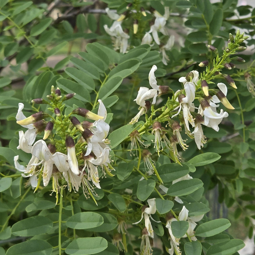 Myrospermum sousanum (Arroyo Sweetwood) Live Plant in 3.5" pot