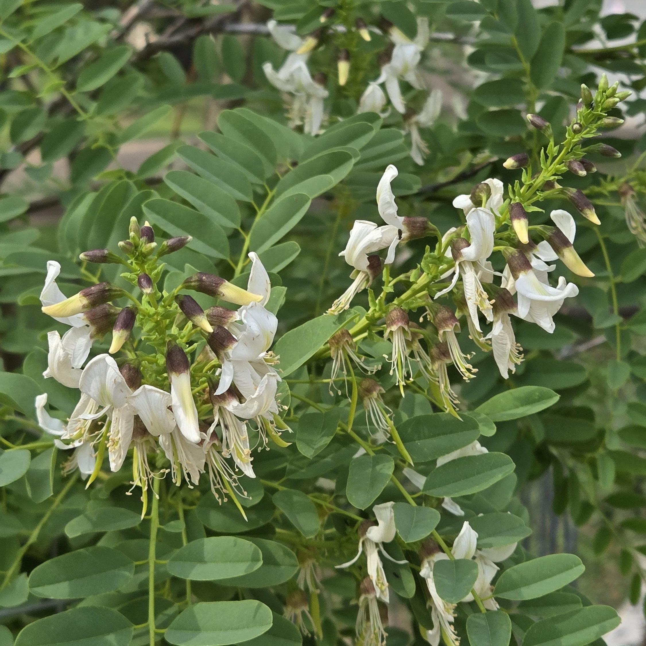 Myrospermum sousanum (Arroyo Sweetwood) Live Plant in 3.5" pot