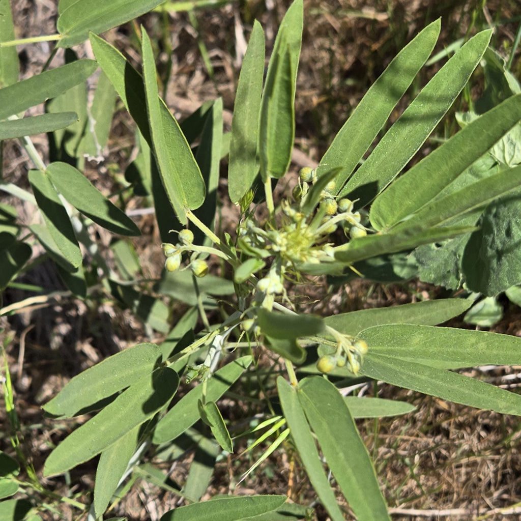 Senna roemeriana (Two-leaved Senna) - 10 Seeds