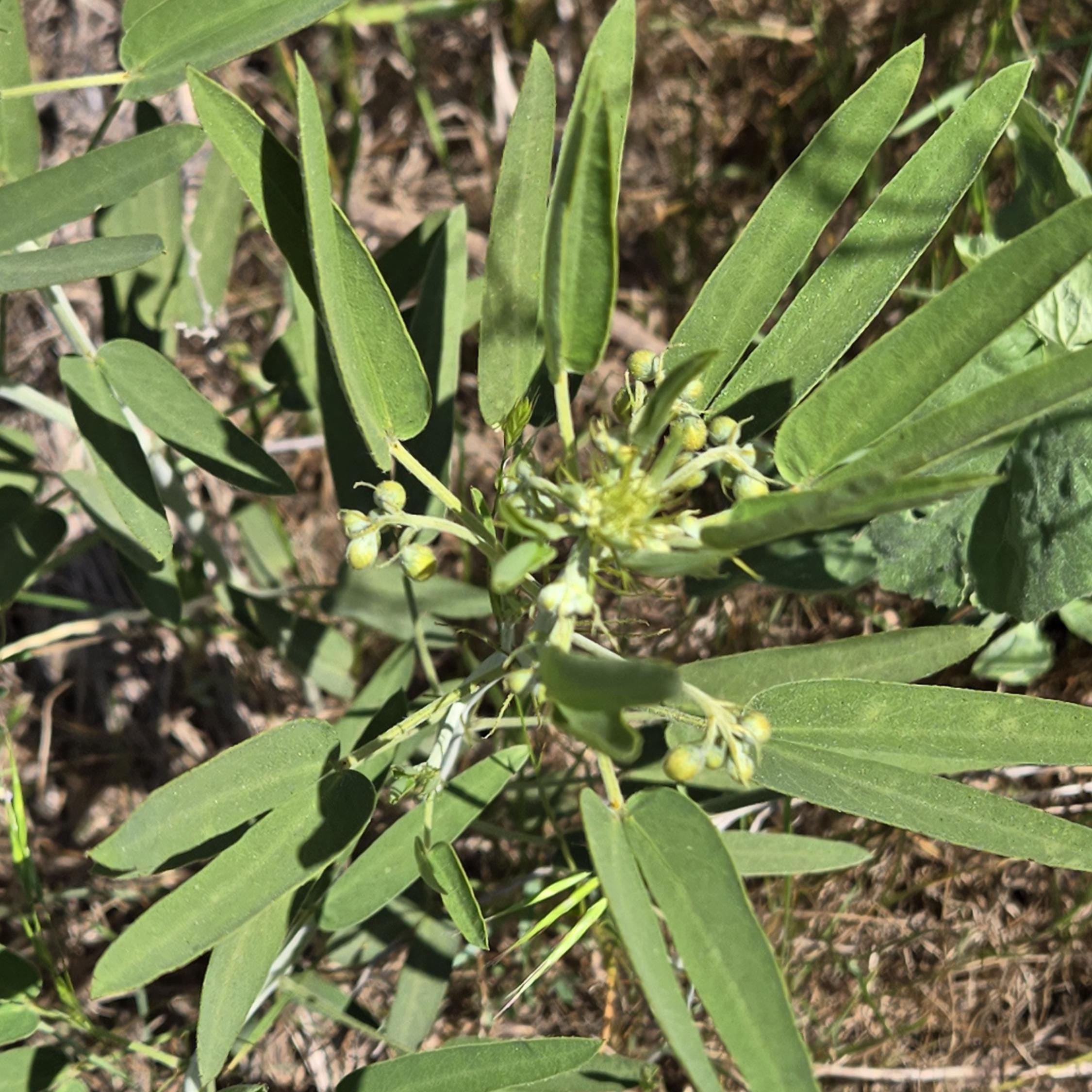 Senna roemeriana (Two-leaved Senna) - 10 Seeds