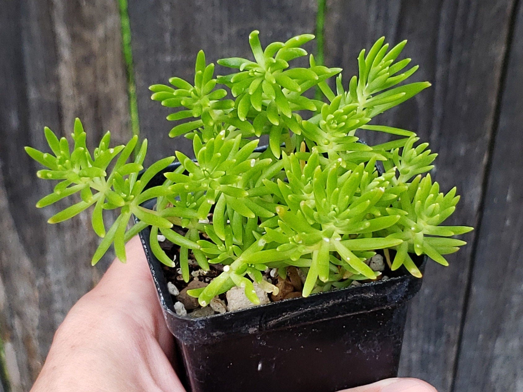 Sedum mexicanum (Mexican Stonecrop) Live Plant in 2.5" pot