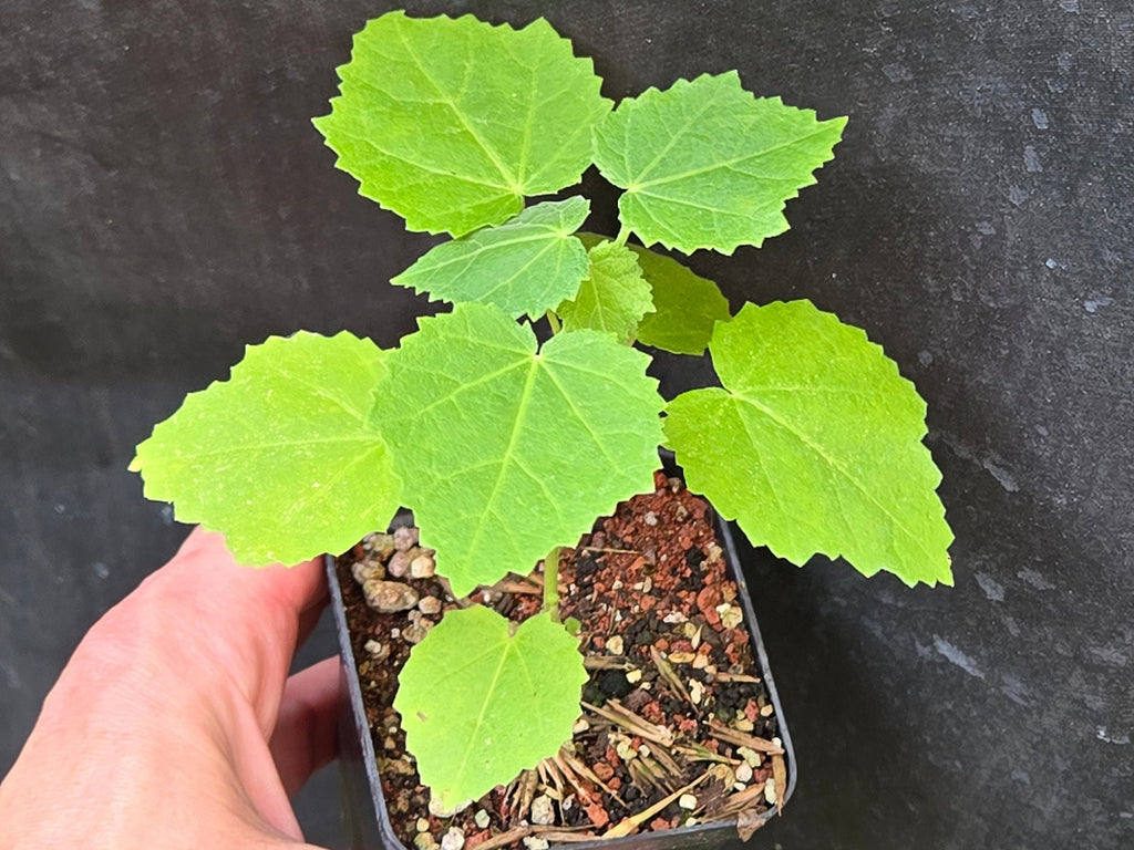 Pavonia lasiopetala (Rose Pavonia) Live Plant in 2.5" pot